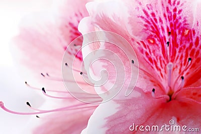 Pink Azalea flower Stock Photo