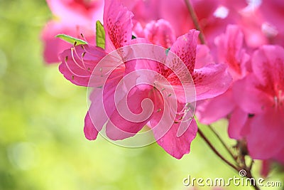 Pink Azalea Flower Stock Photo
