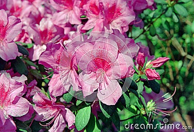 Pink azalea flowers Stock Photo