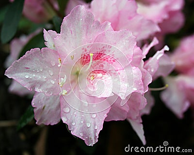 Pink Azalea flowers Stock Photo