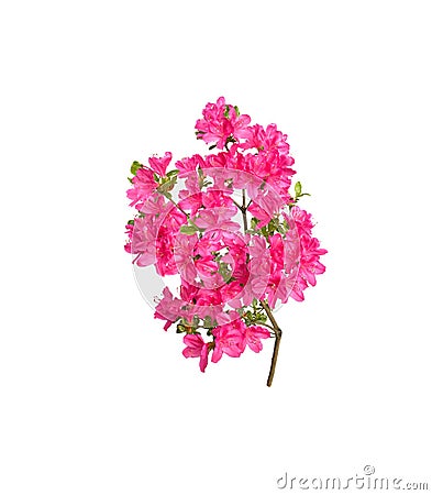 Pink azalea flowers Stock Photo