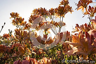 Pink Azalea flowers Rhododendron in the garden Stock Photo