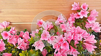 Pink azalea flowers Stock Photo