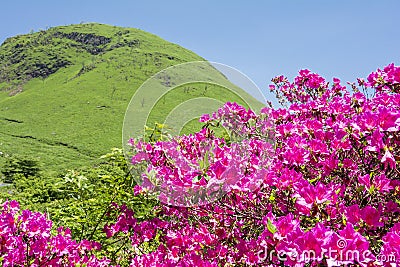 Pink azalea and hill Stock Photo