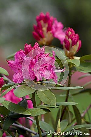 Pink Azalea Rhododendron Stock Photo