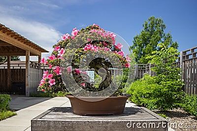 Pink Azalea (Rhododendron) Bonsai Plant Stock Photo