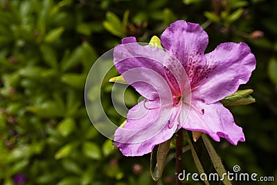 Pink Azalea in summer sunlight Stock Photo