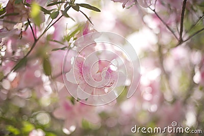 Pink Azalea Tree Blossoms Stock Photo