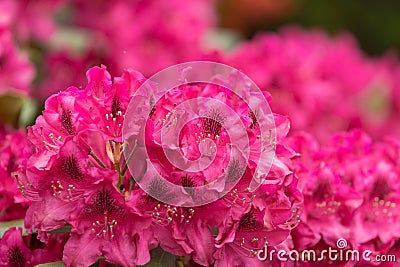 Pink azaleas blooms with small evergreen leaves Stock Photo