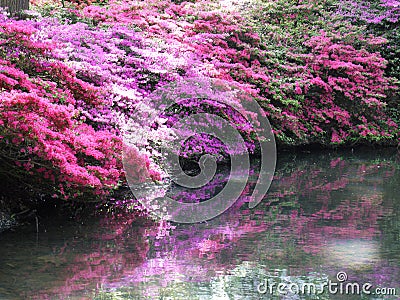 Pink Azaleas with shadow over water Stock Photo