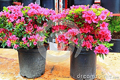 Pink Azaleas Stock Photo