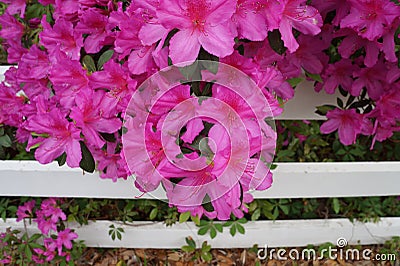 Pink Azaleas on white fence Stock Photo