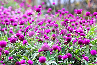 Pink Bachelor button, Pokok Butang Ungu, Button agaga, Everlasting, Gomphrena, flowers in the garden Stock Photo