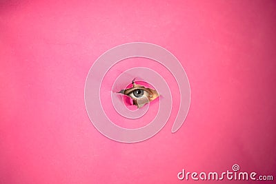 On a pink background in the eye view Stock Photo