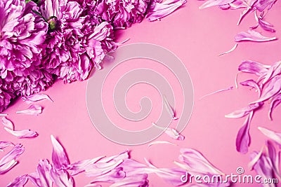 Pink background with piony and petails copyspace close up Stock Photo