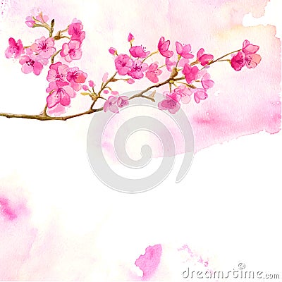 Pink background with watercolor branch of cherry Vector Illustration