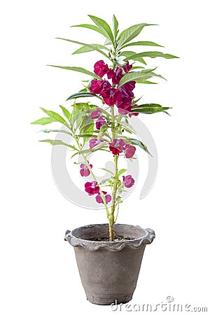 Pink Balsam, Impatiens balsamina or Touch Me Not blooming in pot isolated on white background. Stock Photo
