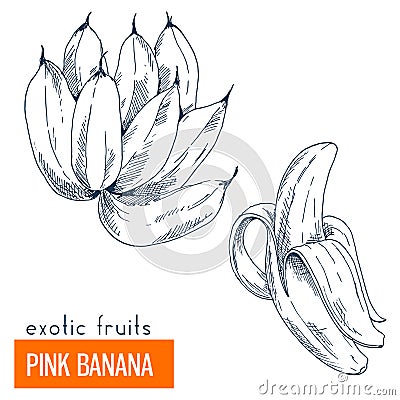 Pink banana. Hand drawn vector illustration Vector Illustration