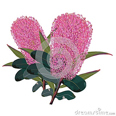 Pink Banksia Vector Illustraton Vector Illustration