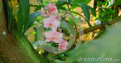 Pink bauhinia orchid grows on a tree, flower blossom. Violet pink exotic tropical bloom, jungle rainforest atmosphere Stock Photo