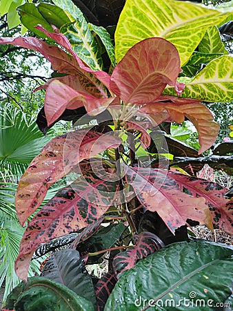 Pink Beautiful Croton Plant Stock Photo