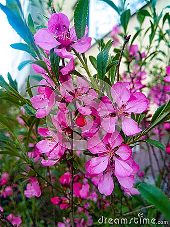 Flowers are makeing the colours in our world Stock Photo