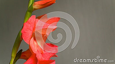 Pink beautiful gladiolus on a light background. A flower grown in the garden. Summer bouquet as a gift. Stock Photo