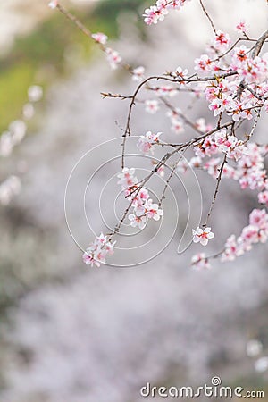 pink beautiful peach flowers blossom close up Stock Photo