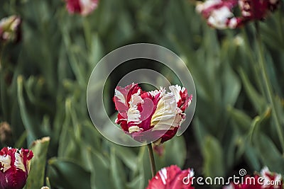 Pink beautiful tricolored parrot spring tulip. Fancy parrot tulips Stock Photo