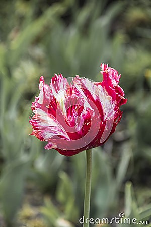 Pink beautiful tricolored parrot spring tulip. Fancy parrot tulips Stock Photo