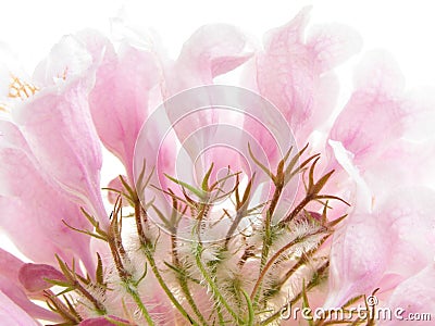 Pink beauty bush Stock Photo