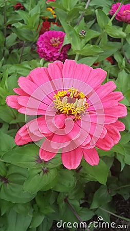 Pink Beauty Dahlia Stock Photo