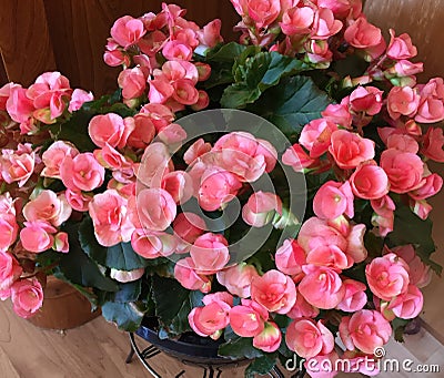 Pink Begonia Rieger, Flowers, Garden, Gardening, Countryside, Rustic Stock Photo
