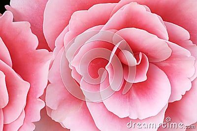 Pink Begonias Stock Photo