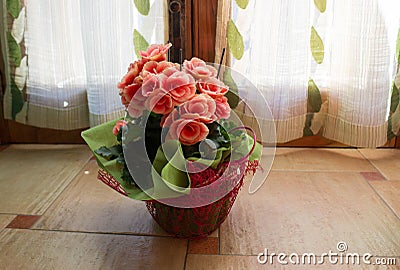 Pink Begonias blooming at home, home flowers Stock Photo