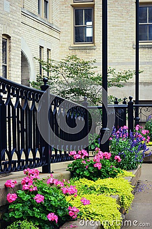 Pink Begonias, Iron Fence Stock Photo