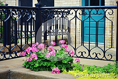 Pink Begonias, Iron Fence, Teal Door Stock Photo