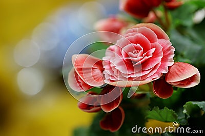 Pink begonias taken against colorful background. Stock Photo