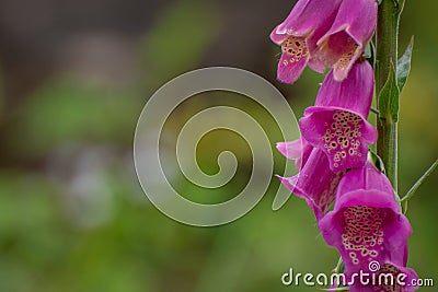 Pink Bell fastuosum flowers in park Stock Photo