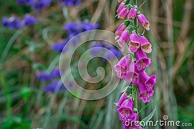 Pink Bell fastuosum flowers in park Stock Photo