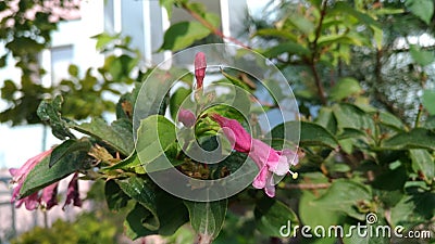 Pink bell flower on a green bush Stock Photo