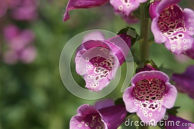 Pink bell flowers Stock Photo