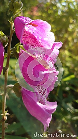 Pink bell like spotted Garden flowers Stock Photo