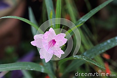 Pink Bell Shaped Flower Stock Photo