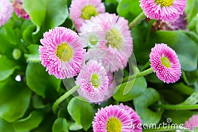 Pink bellis close up Stock Photo