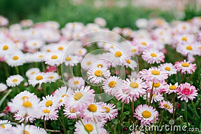 Pink Bellis flowers in spring summer in the garden Stock Photo