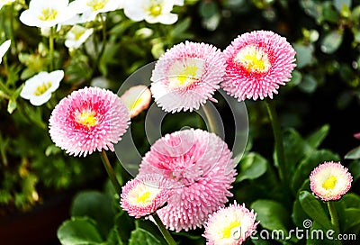 Pink bellis perennis daisy flowers Stock Photo