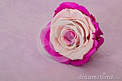 Pink bi color rose flower luxury card Stock Photo