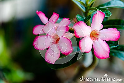 Pink Bignonia flowers or Adenium flowers, Adenium multiflorum Stock Photo