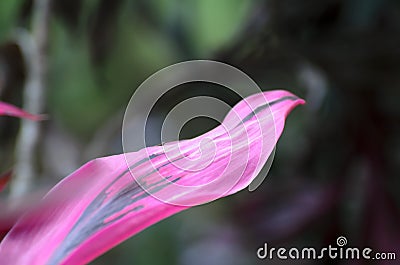 Pink with black exotic plant leaf - beautiful natural background Stock Photo